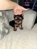 Romeo, a male Yorkshire Terrier for sale in Dallas, TX – Photo 4 of 6