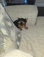 Romeo, a male Yorkshire Terrier for sale in Dallas, TX – Photo 6 of 6