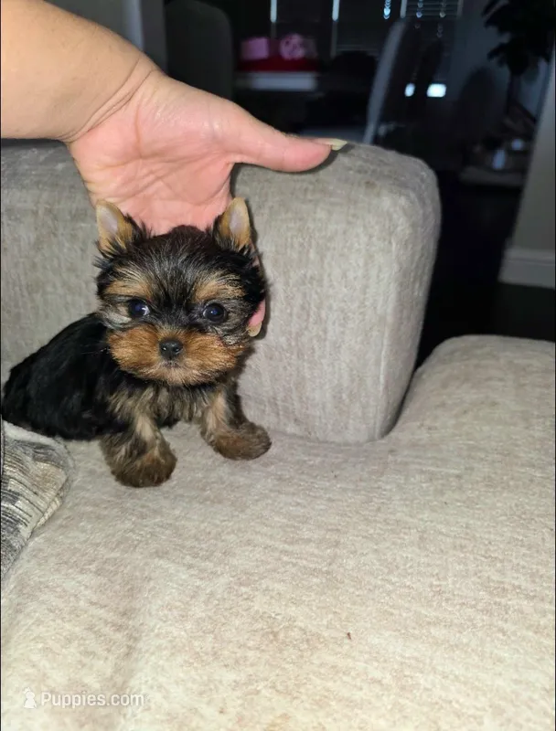 Romeo – Yorkshire Terrier puppy for sale in Dallas, TX