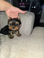 Romeo, a male Yorkshire Terrier for sale in Dallas, TX – Photo 1 of 6