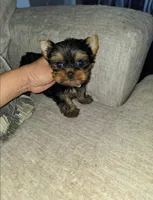 Romeo, a male Yorkshire Terrier for sale in Dallas, TX – Photo 2 of 6