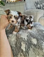 Sterling , a male Yorkshire Terrier for sale in Dallas, TX – Photo 3 of 3