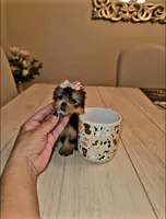 Matcha  *Micro Teacup *, a female Yorkshire Terrier for sale in Dallas, TX – 2 of 5