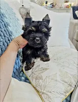 Onyx, a male Yorkshire Terrier for sale in Dallas, TX – 5 of 5