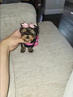 Lexi   (Teacup), a female Yorkshire Terrier for sale in Dallas, TX – 2 of 4