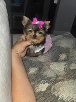 Millie , a female Yorkshire Terrier for sale in Dallas, TX – 5 of 5