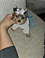 Tiny Hazel , a female Yorkshire Terrier for sale in Dallas, TX – 2 of 4