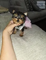 Itty bitty, a female Yorkshire Terrier for sale in Dallas, TX – 4 of 4