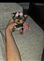 Lacy, a female Yorkshire Terrier for sale in Dallas, TX – 3 of 4