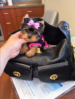Tiny Daisy , a female Yorkshire Terrier for sale in Dallas, TX – 2 of 3