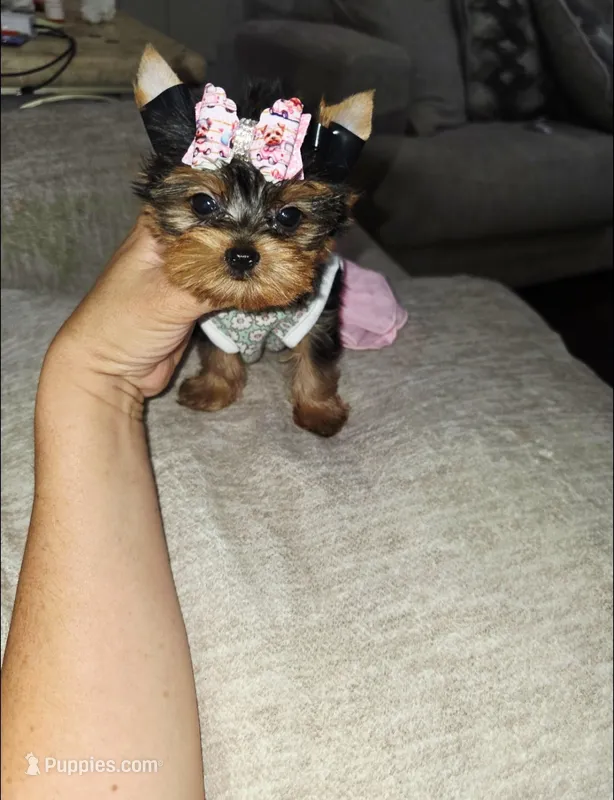 Itty bitty – Yorkshire Terrier puppy for sale in Dallas, TX