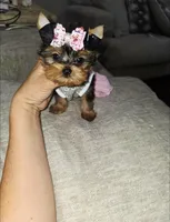 Itty bitty, a female Yorkshire Terrier for sale in Dallas, TX – 1 of 4