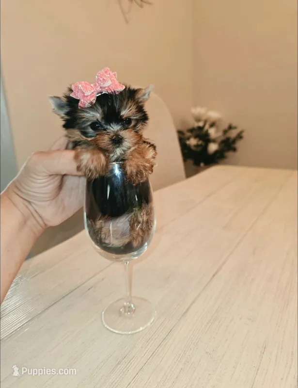 Matcha  *Micro Teacup * – Yorkshire Terrier puppy for sale in Dallas, TX