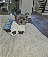 Shimmer , a female Yorkshire Terrier for sale in Dallas, TX – 4 of 6