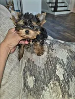 Billy, a male Yorkshire Terrier for sale in Dallas, TX – 2 of 4