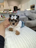Tiny Hazel , a female Yorkshire Terrier for sale in Dallas, TX – 4 of 4