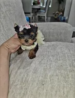 Teacup Riley, a female Yorkshire Terrier for sale in Dallas, TX – 3 of 4