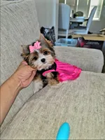 Minnie ( Teacup), a female Yorkshire Terrier for sale in Dallas, TX – 3 of 6
