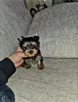 Gizmo , a male Yorkshire Terrier for sale in Dallas, TX – Photo 3 of 5