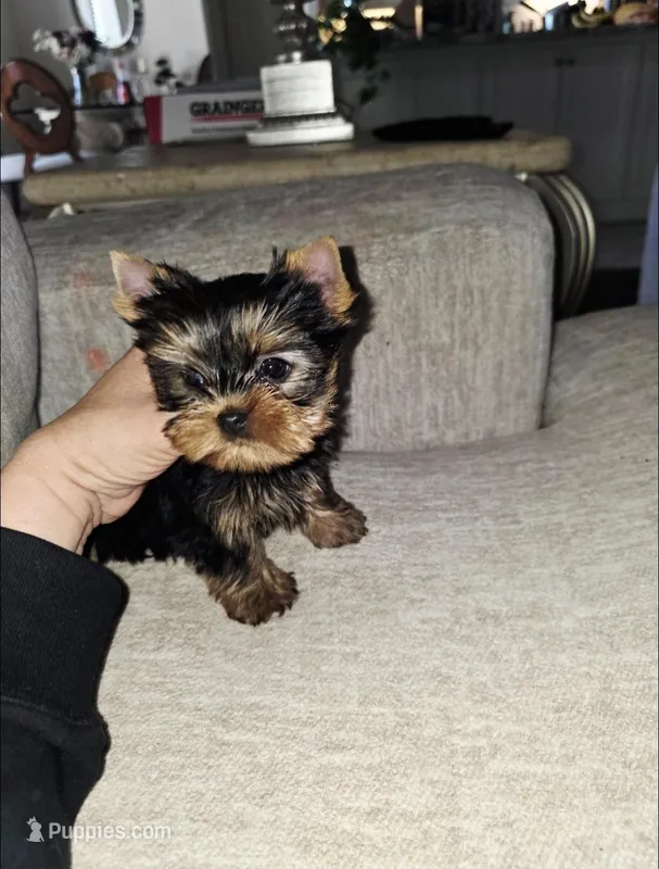 Gizmo  – Yorkshire Terrier puppy for sale in Dallas, TX