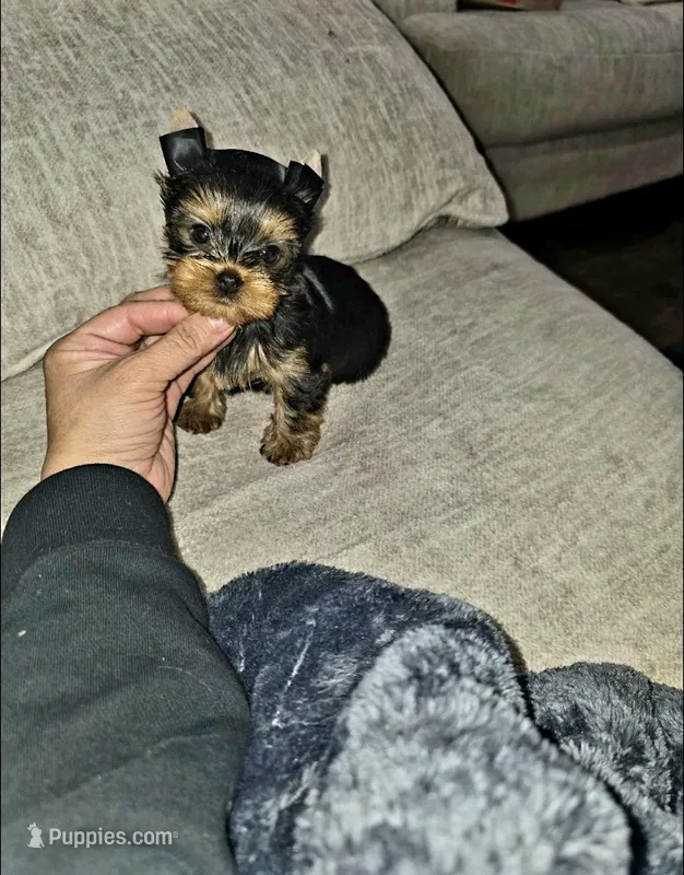 Gizmo  – Yorkshire Terrier puppy for sale in Dallas, TX