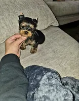 Gizmo , a male Yorkshire Terrier for sale in Dallas, TX – Photo 1 of 5