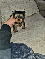 Gizmo , a male Yorkshire Terrier for sale in Dallas, TX – Photo 4 of 5