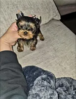 Gizmo , a male Yorkshire Terrier for sale in Dallas, TX – Photo 5 of 5