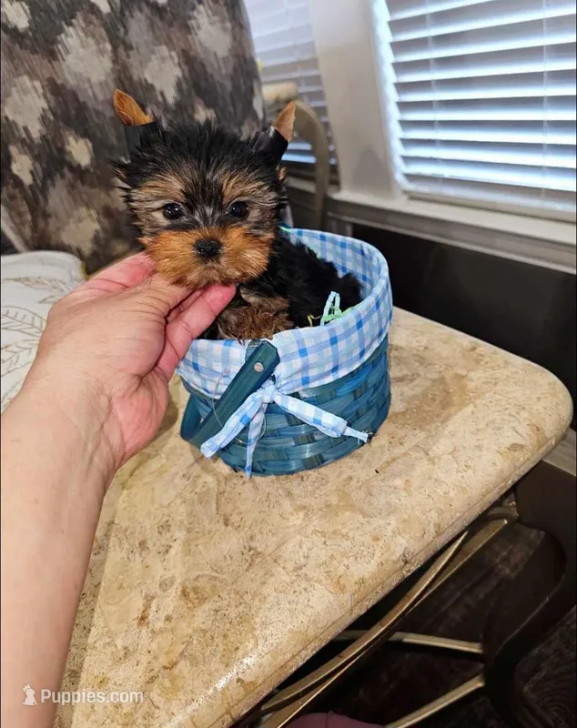 Bebe – Yorkshire Terrier puppy for sale in Dallas, TX