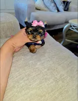 Bebe, a female Yorkshire Terrier for sale in Dallas, TX – Photo 3 of 4