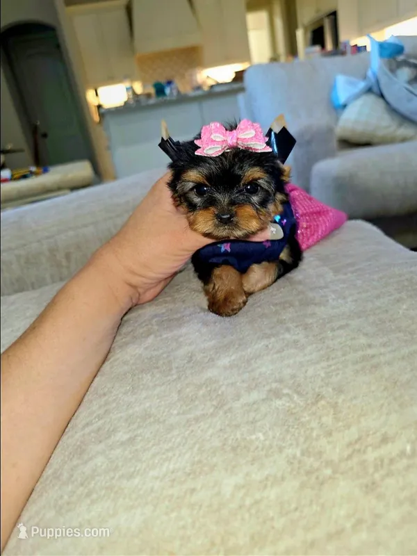 Bebe – Yorkshire Terrier puppy for sale in Dallas, TX