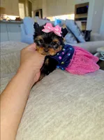 Bebe, a female Yorkshire Terrier for sale in Dallas, TX – Photo 4 of 4