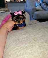 Bebe, a female Yorkshire Terrier for sale in Dallas, TX – Photo 2 of 4