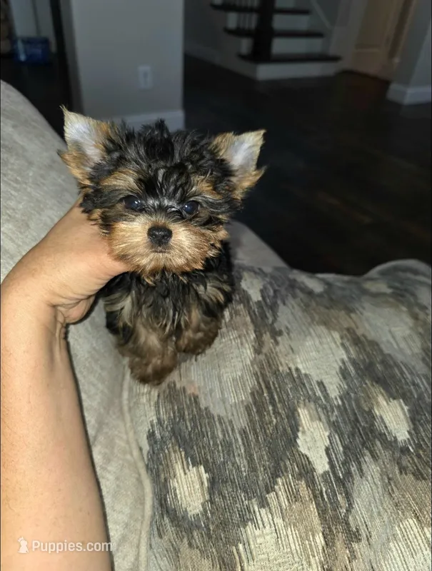 Billy – Yorkshire Terrier puppy for sale in Dallas, TX