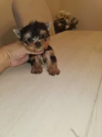 Chai. *Micro Teacup*, a male Yorkshire Terrier for sale in Dallas, TX – 3 of 6