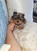 Pixie , a female Yorkshire Terrier for sale in Dallas, TX – 3 of 5