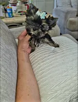 Smokey  ¡Tiny!, a male Yorkshire Terrier for sale in Dallas, TX – 5 of 5