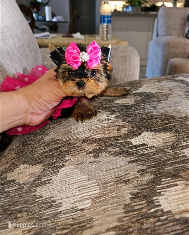Latte – Yorkshire Terrier puppy for sale in Dallas, TX