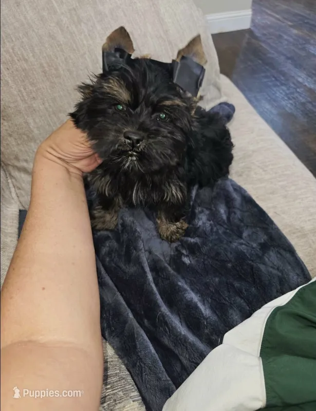 Onyx – Yorkshire Terrier puppy for sale in Dallas, TX
