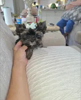 Smokey  ¡Tiny!, a male Yorkshire Terrier for sale in Dallas, TX – 3 of 5