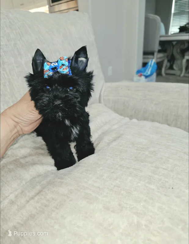 Toby  – Yorkshire Terrier puppy for sale in Dallas, TX
