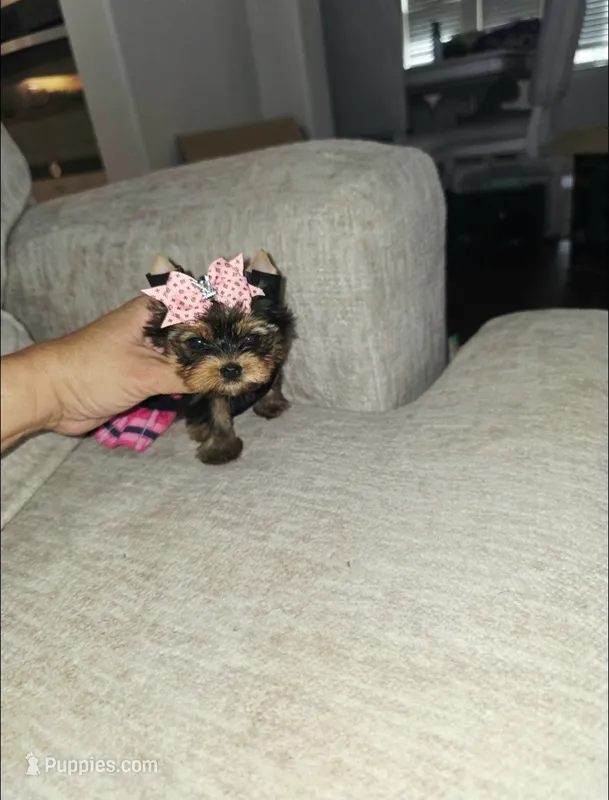 Lexi   (Teacup) – Yorkshire Terrier puppy for sale in Dallas, TX