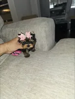 Lexi   (Teacup), a female Yorkshire Terrier for sale in Dallas, TX – 1 of 4