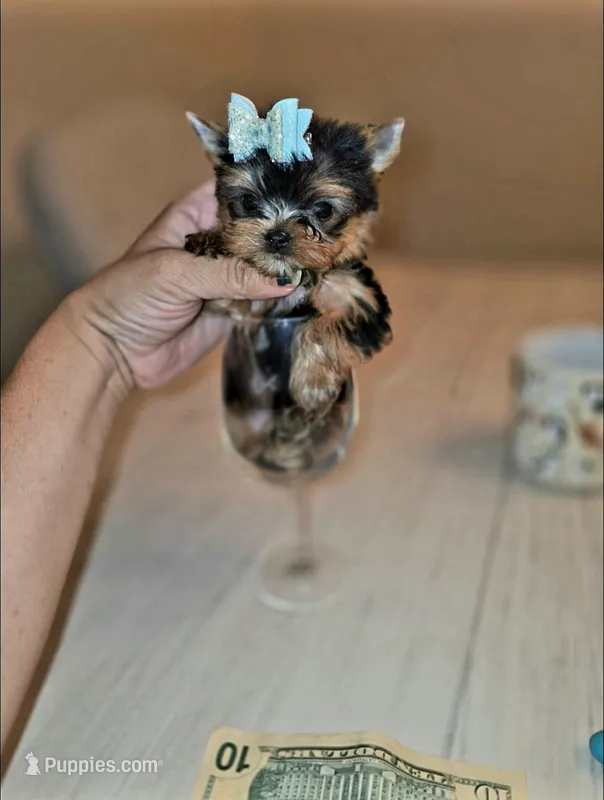 Chai. *Micro Teacup* – Yorkshire Terrier puppy for sale in Dallas, TX