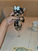 Chai. *Micro Teacup*, a male Yorkshire Terrier for sale in Dallas, TX – 1 of 6