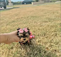 Lexi   (Teacup), a female Yorkshire Terrier for sale in Dallas, TX – 3 of 4