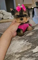 Latte, a female Yorkshire Terrier for sale in Dallas, TX – 3 of 4