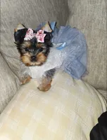 Gigi , a female Yorkshire Terrier for sale in Dallas, TX – 2 of 4