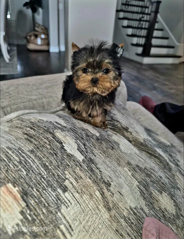 Micro Teacup- 16ozs 10 wks