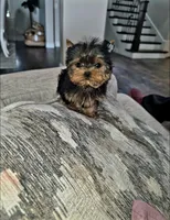 Micro Teacup- 16ozs 10 wks, a male Yorkshire Terrier for sale in Dallas, TX – Photo 1 of 9